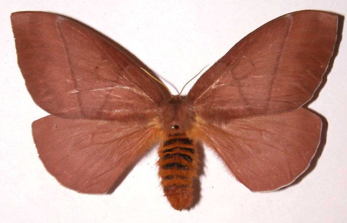 Fig.1 Adulto <i>Periphoba</i> arcaeiDHJ02, Saturniidae, hembra mostrando la parte dorsal. Voucher: 02-SRNP-13070-DHJ37110.