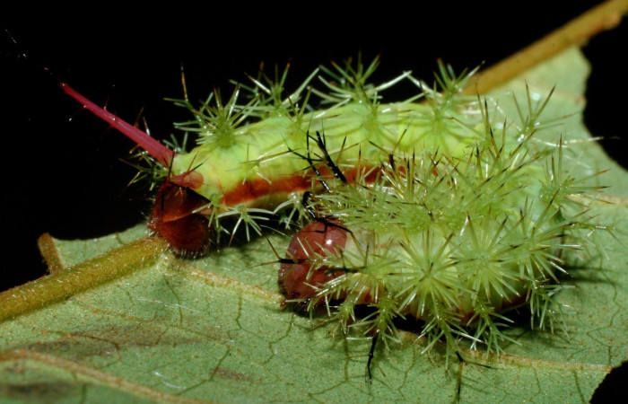 Fig.20 Larva, <i>Periphoba</i> arcaeiDHJ02, Saturniidae, PU estadío, se alimenta <i>Vismia baccifera</i>, (Hypericaceae), mostrando dorsal entero. Voucher: 09- SRNP-42066-DHJ464770.