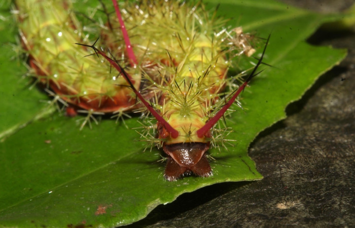 Fig.26 Larva, <i>Periphoba</i> arcaeiDHJ02, Saturniidae, PU estadío, se alimenta <i>Matudaea trinervia</i>, (Hamamelidaceae), mostrando trasero Voucher: 20-SRNP-31800-DHJ778341.
