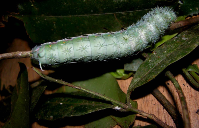 Fig.28 Larva, <i>Periphoba</i> arcaeiDHJ01,, Saturniidae, PU estadío, se alimenta <i>Calophyllum brasiliense</i>, (Calophyllaceae), mostrando lateral entero. Voucher: 03- SRNP-5420-DHJ400690.