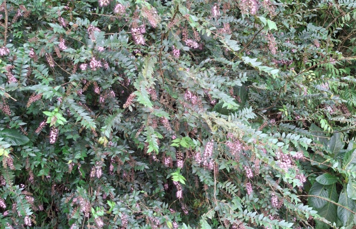 Fig.29 Planta hospedera <i>Hirtella racemosa</i> familia (Chrysobalanaceae). Foto tomada, Elieth Cantillano. Estación Los Almendros, Sector El Hacha. 14 Enero 2025.