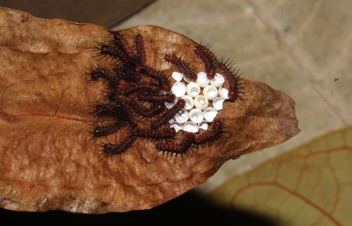 Fig. 7 Larvas, <i>Periphoba</i> arcaeiDHJ02, Saturniidae, primer estadío, se alimenta <i>Matudaea trinervia</i>, (Hamamelidaceae), larvas comiéndose la concha de huevos de donde salierón. Voucher: 20-SRNP-31800-DHJ778143.jpg.