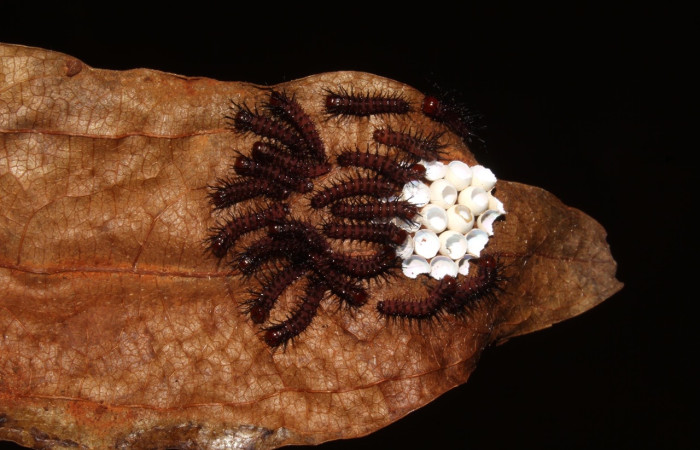 Fig. 8 Larvas, <i>Periphoba</i> arcaeiDHJ02, Saturniidae, primer estadío, se alimenta <i>Matudaea trinervia</i>, (Hamamelidaceae), larvas comiéndose la concha de huevos de donde salierón. Voucher: 20-SRNP-31800-DHJ778144.jpg.