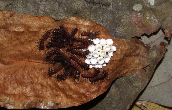 Fig. 9 Larvas, <i>Periphoba</i> arcaeiDHJ02, Saturniidae, primer estadío, se alimenta <i>Matudaea trinervia</i>, (Hamamelidaceae), larvas comiéndose la concha de huevos de donde salierón. Voucher: 20-SRNP-31800-DHJ778146.jpg.