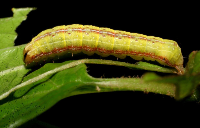 Figura 1. <i>Perigea</i> lineataDHJ02 (Noctuidae), último estadio, posición lateral dorsal. Estación Caribe. Voucher 07-SRNP-41797-DHJ422696.jpg.