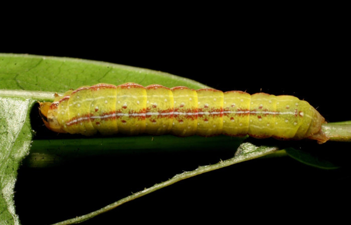 Figura 4. <i>Perigea</i> lineataDHJ02 (Noctuidae), penúltimo estadio, posición dorsal , Estación Caribe. Voucher 07-SRNP-41797-DHJ422700.jpg.