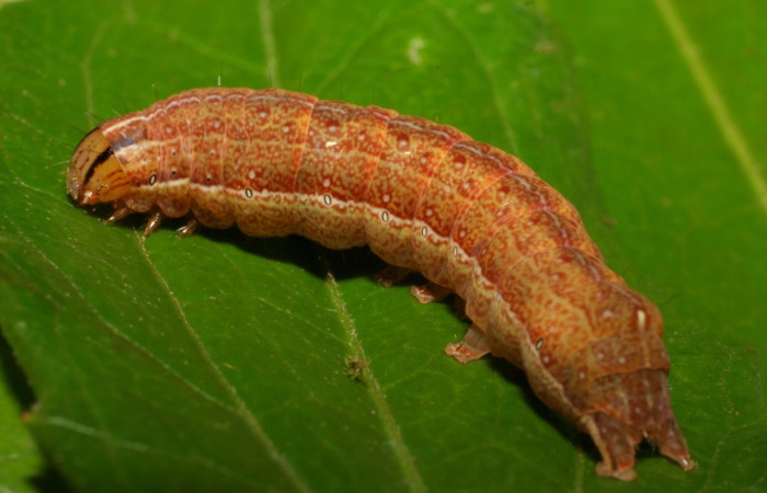Figura 8. <i>Perigea</i> lineataDHJ02 (Noctuidae), último estadio, posición lateral, dorsal, Brasilia. Voucher 07-SRNP-65510-DHJ429472.jpg.