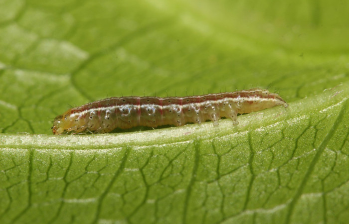 Figura 3. <i>Perigea</i> lineataDHJ02 (Noctuidae), segundo estadio, vista lateral, Estación Wege. Voucher 18-SRNP-27487-DHJ731904.jpg.