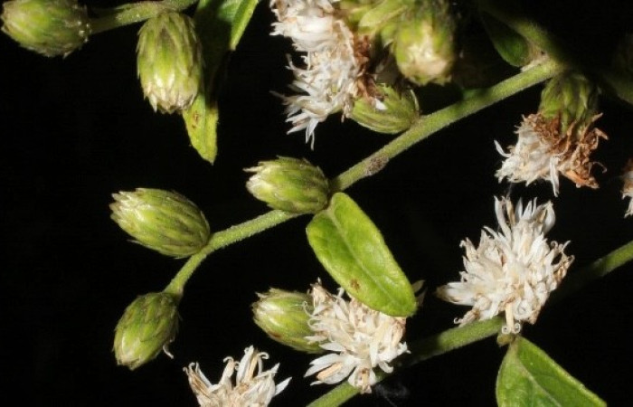 Figura 12. <i>Lepidaploa tortuosa</i> (Asteraceae), planta hospedera de <i>Perigea</i> lineataDHJ02 (Noctuidae). Foto. Especies vegetales del Area de Conservación Guanacaste.