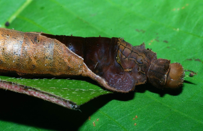 Fig. 10 Larva <i>Oxytenis naemia</i> (Saturniidae), mide 50mm. Camino Rio Francia, Sector Rincon Rain Forest, 410m. 03-SRNP-11818-DHJ75888.jpg.