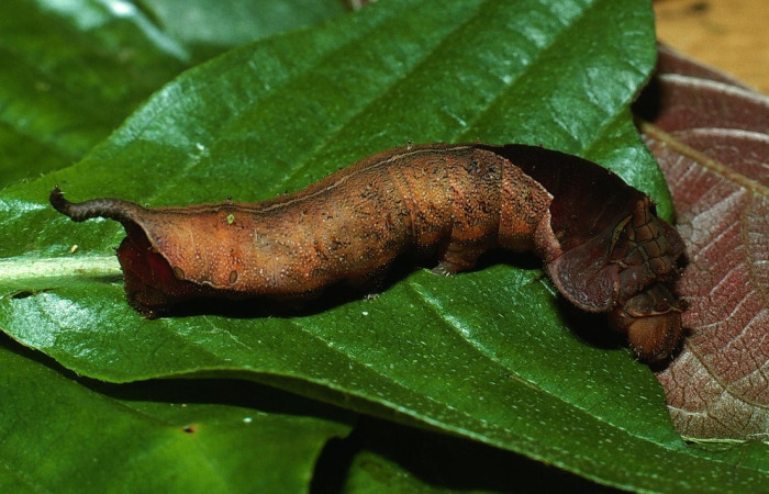 Fig. 11 Larva <i>Oxytenis naemia</i> (Saturniidae), mide 50mm. Camino Rio Francia, Sector Rincon Rain Forest, 410m. 03-SRNP-11818-DHJ75888.jpg.