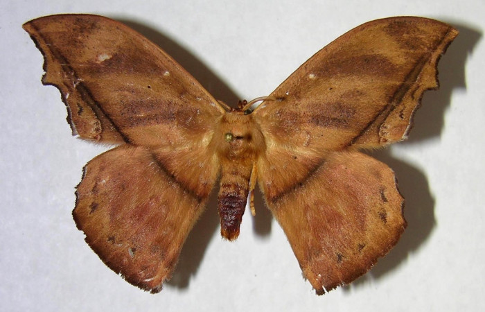 Fig. 13 Adulto <i>Oxytenis </i> naemiaICHG01 (Saturniidae), vista dorsal, macho; mide 64mm. Camino Rio Francia, Sector Rincon Rain Forest, 410m. 03-SRNP-12465.1-DHJ361268.