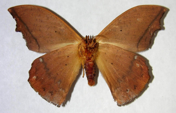 ies de éste género Oxytenis, de adulto Oxytenis naemiaICHG01, entre adulto Oxytenis naemia. Adulto Oxytenis naemiaICHG01 y Oxytenis naemia para discriminar especies: Fig. 13 Adulto <i>Oxytenis </i> naemiaICHG01 (Saturniidae), vista dorsal, macho; mide 64mm. Camino Rio Francia, Sector Rincon Rain Forest, 410m. 03-SRNP-12465.1-DHJ361268. Fig. 14 Adulto <i>Oxytenis </i> naemiaICHG01 (Saturniidae), vista ventral, macho; mide 64mm. Camino Rio Francia, Sector Rincon Rain Forest, 410m. 03-SRNP-12465.1-DHJ361269.