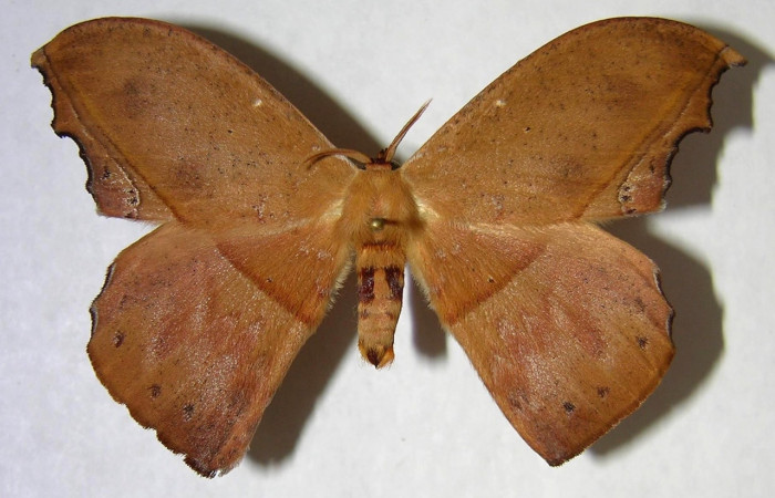 Fig. 15 Adulto <i>Oxytenis naemia</i> (Saturniidae), mide 67mm. Sendero Laguna, Sector Pitilla, 680m. 03- SRNP-20453-DHJ361265.