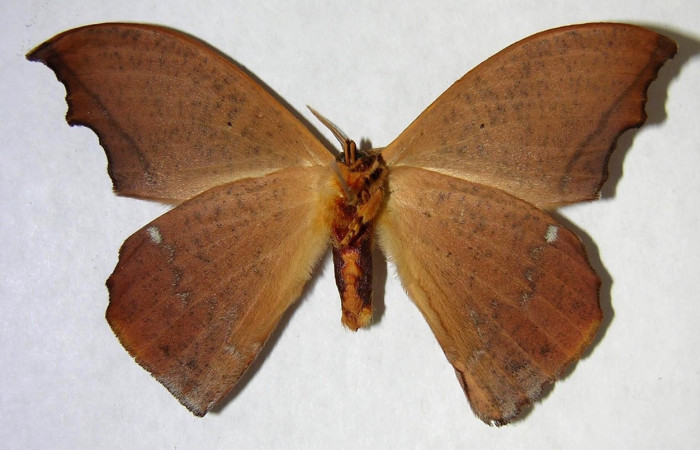 Fig. 16 Adulto <i>Oxytenis naemia</i> (Saturniidae), mide 67mm. Sendero Laguna, Sector Pitilla, 680m. 03- SRNP-20453-DHJ361265.
