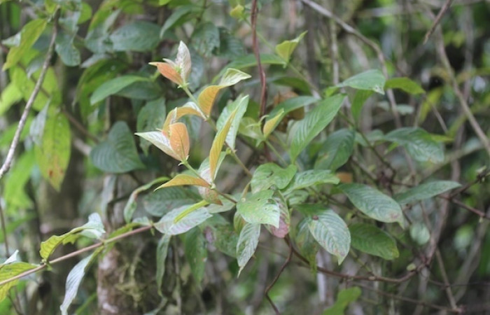 Fig. 19 Planta <i>Sabicea panamensis</i>(Rubiaceae) hospedera <i>Oxytenis </i> naemiaICHG01 (Saturniidae), Cuestona, Sactor Pitilla, 640m. Foto Manuel Rios.