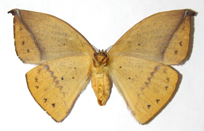 Fig. 2 Adulto <i>Oxytenis </i> naemiaICHG01 (Saturniidae), vista ventral hembra mide 75mm. Sendero Rotulo, San Pitilla, 510m. 06-SRNP-32216-DHJ347905.