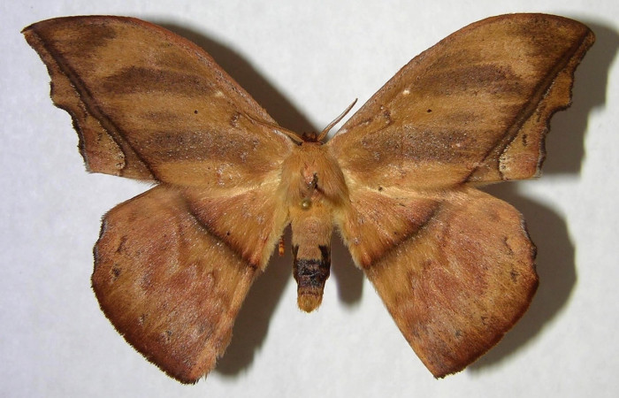 Fig. 3 Adulto <i>Oxytenis </i> naemiaICHG01 (Saturniidae), vista ventral, macho; mide 64mm. Camino Rio Francia, Sector Rincon Rain Forest, 410m. 00-SRNP-14032-DHJ361280.