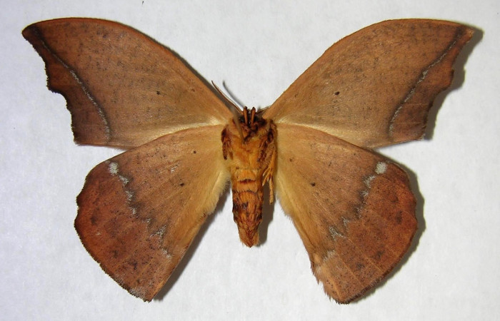 Fig. 4 Adulto <i>Oxytenis </i> naemiaICHG01 (Saturniidae), vista ventral, macho; mide 64mm. Camino Rio Francia, Sector Rincon Rain Forest, 410m. 00-SRNP-14032-DHJ361281.