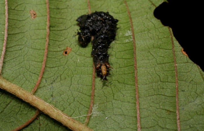 Fig. 6 Larva <i>Oxytenis </i> naemiaICHG01 (Saturniidae), mide 16mm. Camino Porvenir, Sector Rincon Rain Forest, 383m. 07- SRNP-42340-DHJ428005.jpg