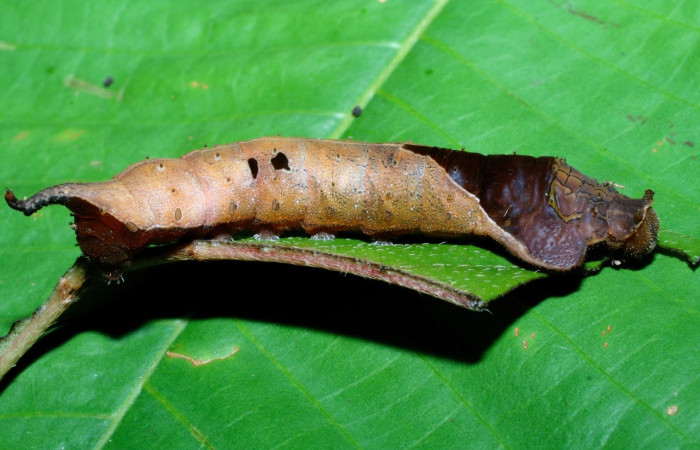 Fig. 7 Larva <i>Oxytenis </i> naemiaICHG01 (Saturniidae), mide 50mm. Leonel, Sector Pitilla, 510m. 08-SRNP-72366-DHJ447254.jpg