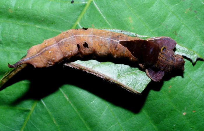 Fig. 8 Larva <i>Oxytenis </i> naemiaICHG01 (Saturniidae), mide 50mm. Camino Rio Francia, Sector Rincon Rain Forest, 410m. 08-SRNP-72366- DHJ447255