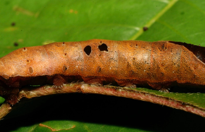 Fig. 9 Larva <i>Oxytenis </i> naemiaICHG01 (Saturniidae), mide 50mm. Leonel, Sector Pitilla. 510m. 08-SRNP-72366-DHJ447261.jpg.