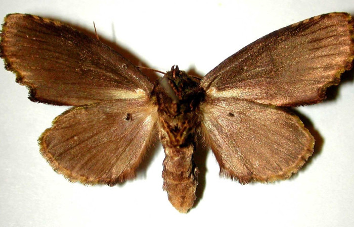 Figura 9. Adulto de <i>Dottia</i> Janzen02 (Notodontidae). parte ventral. Voucher: 00-SRNP-11120-DHJ32769 .