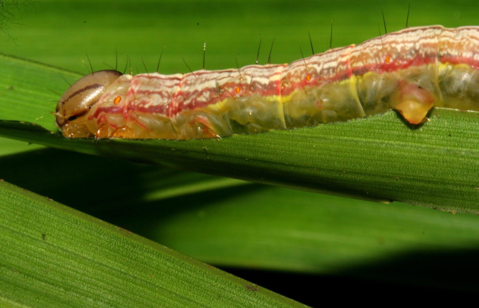 Figura 3. <i>Dottia</i> Janzen02 (Notodontidae). Penúltimo estadio, parte lateral. Voucher: 08-SRNP-5811-DHJ444839.jpg.