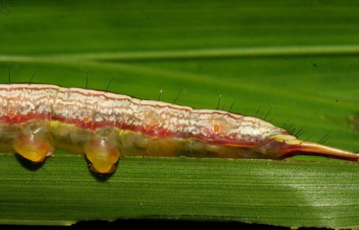 Figura 4. <i>Dottia</i> Janzen02 (Notodontidae). Penúltimo estadio, parte trasera. Voucher: 08-SRNP-5811-DHJ444840.jpg.