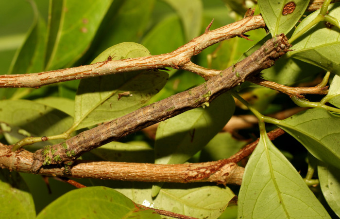 Fig. 23. <i>Inga sertulifera</i> (Fabaceae), planta hospedera de larva <i>Pero coronata</i> (Geometridae). Voucher: 21-SRNP-65312-DHJ791165.