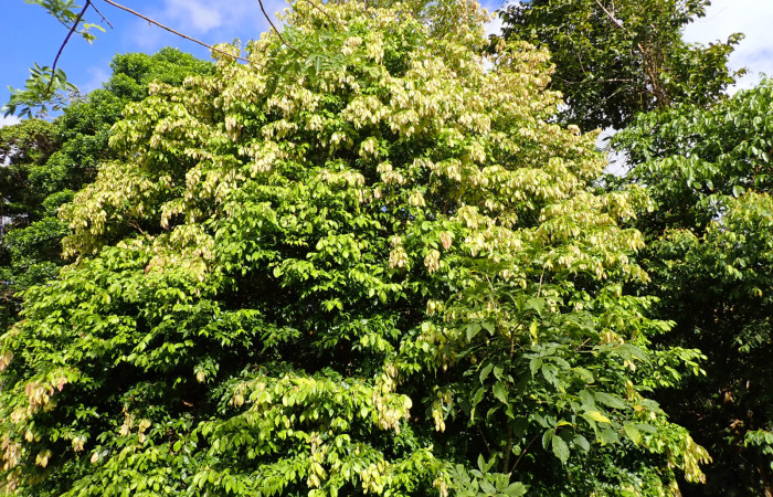 Fig. 1. Arbol de <i>Inga sertulifera</i> (Fabaceae), árbol con brotes de hojas nuevas con una altura de 12 metros. Foto. Duvalier Briceño.