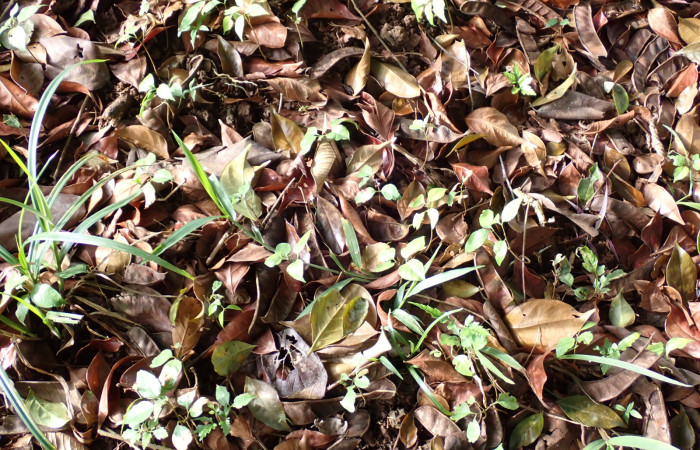 Fig. 19. <i>Inga sertulifera</i> (Fabaceae), plantulas nacidas debajo del árbol fértil después de caer muliples frusos por la fauna.Foto. Duvalier Briceño.