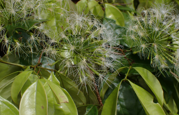 Fig. 9. <i>Inga sertulifera </i>(Fabaceae),  flores blancas, Las flores son visitadas por abejas, mariposas y otros insectos.Foto.Duvalier Briceño.    