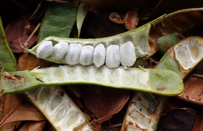 Fig. 16. <i>Inga sertulifera</i> (Fabaceae), Vainas afelpadas, a menudo cilíndricas, con pulpa blanca y dulce que rodea las semillas. los frutos son comidos por aves loras, pericos, algunos mamiferos como ardillas, monos. Foto. Duvalier Briceño.