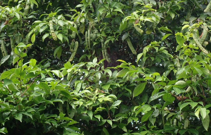 Fig. 12. Arbol de <i>Inga sertulifera</i> (Fabaceae), con frutos en legumbres aplanadas verdes, tornándose amarillentos al madurar.Foto. Duvalier Briceño.  