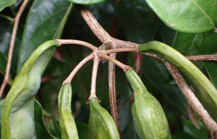 Fig. 15. <i>Inga sertulifera</i> (Fabaceae), frutos agrupados en racimos, pedunculos largos.Foto.Duvalier Briceño.