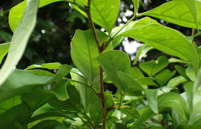 Fig. 6. <i>Inga sertulifera</i> (Fabaceae), hojas paripinnadas, alternas, con 1-2(-4) pares de folíolos, folíolos son verdes y brillantes en el haz, pero ligeramente opacos por el envés. Estípulas persistentes. Foto. Duvalier Briceño.