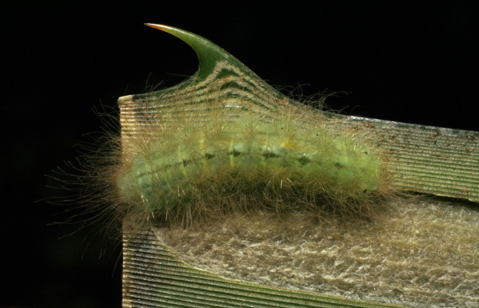 Fig. 3 Larva <i>Voltinia umbra</i>, lateral entero, en ultimo estadio, 20 mm de largo. Estación Santa Rosa.  Vouche 06-SRNP-12094-DHJ409696.jpg