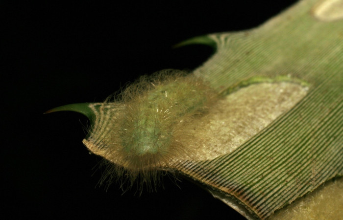 Fig. 2 Larva <i>Voltinia umbra</i>, vista de frente, en ultimo estadio, 20 mm de largo. Estación Santa Rosa.  Voucher 06-SRNP-12094-DHJ409697.jpg