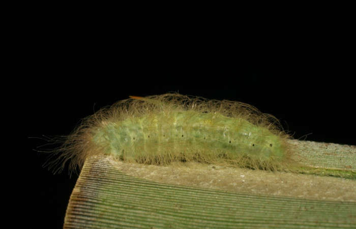 Fig. 1 Larva <i>Voltinia umbra</i>, en ultimo estadio, 20 mm de largo. Estación Santa Rosa.  Voucher 06-SRNP-12094-DHJ409698.jpg