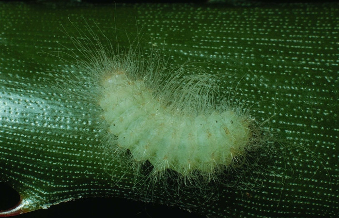 Fig. 4 Larva <i>Voltinia umbra</i>, dorsal entero, en ultimo estadio, 12 mm de largo. Estación Santa Rosa.  Voucher 90-SRNP-2544-DHJ13685.jpg