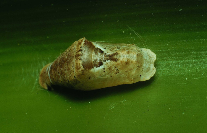 Fig. 6 Pupa  dorsal entero de larva <i>Voltinia umbra</i>.    con una medida, 12 mm. Estación Santa Rosa.  Voucher 90-SRNP-2544-DHJ13699.jpg