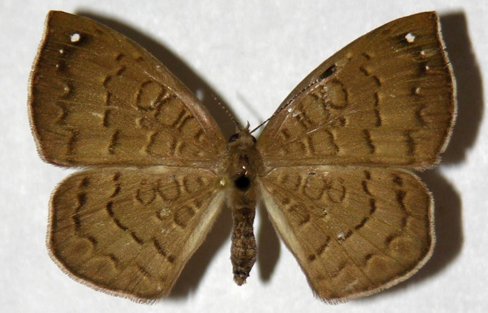 Fig. 9 Adulto <i>Voltinia umbra</i>, vista dorsal, en alas abiertas mide 32 (female )  Voucher 91-SRNP-9-DHJ321528.