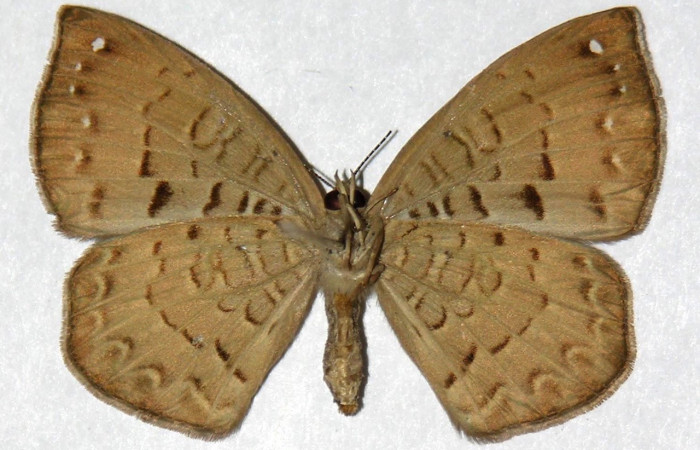 Fig. 7 Adulto <i>Voltinia umbra</i>, vista ventral, en alas abiertas mide 32 (Female )  Voucher 91-SRNP-9-DHJ321529