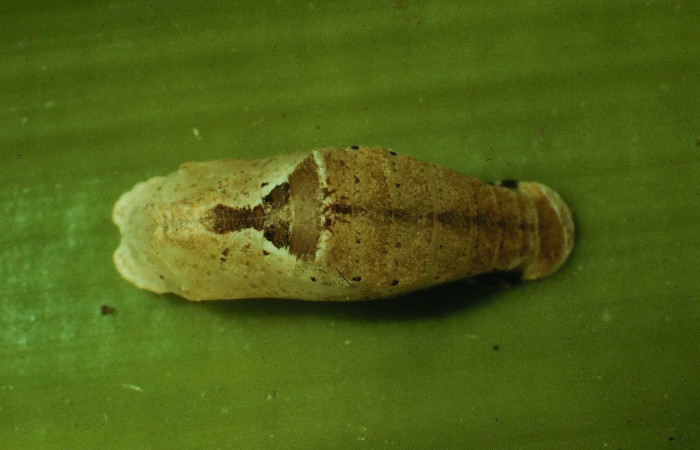 Fig. 5 Pupa  dorsal entero de larva <i>Voltinia umbra</i>. Estación Santa Rosa.  Voucher 92-SRNP-78-DHJ14769.jpg