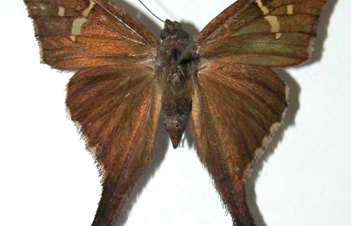 Fig.1. Adulto de <i>Typhedanus undulatus</i>. Voucher: 98-SRNP-6246-DHJ36868