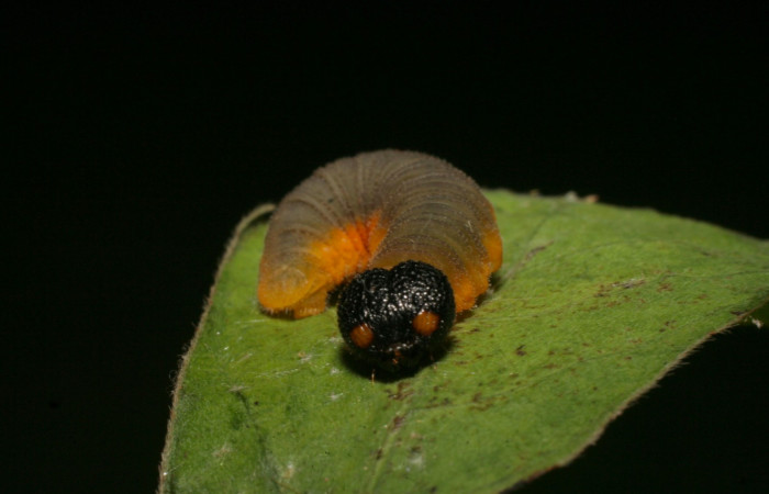 Fig.10 .Larva de Typhedanus undulatus. 20mm de longitud en penúltimo estadío.. Voucher: 14-SRNP-81260-DHJ714430.jpg