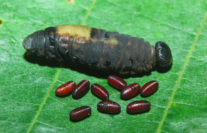 Fig.12. Puparios de Parásito de <i>Typhedanus undulatus</i>. Voucher: 16-SRNP-71204-DHJ733195.jpg