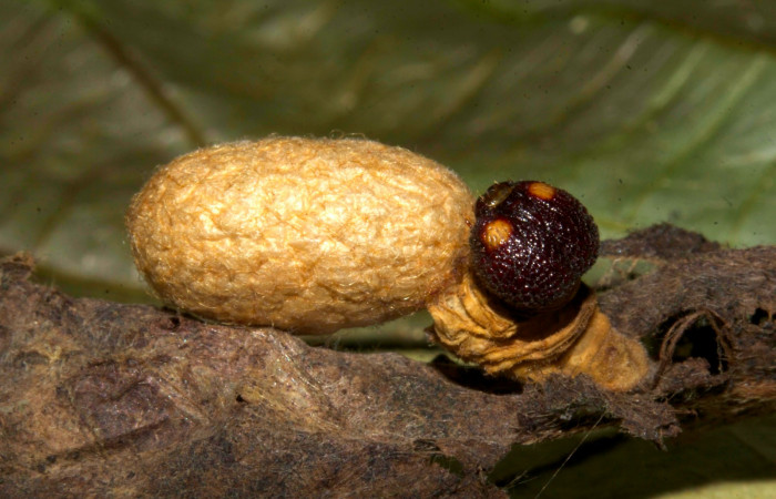 Fig.14. Capullo de parásitos de <i>Typhedanus undulatu</i>s. Voucher: 19-SRNP-30339-DHJ749571.jpg.